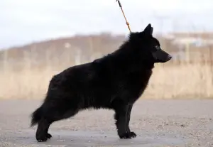 Zdjęcie №3. Schipperke male. Federacja Rosyjska