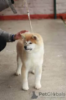 Dodatkowe zdjęcia: Akita Inu