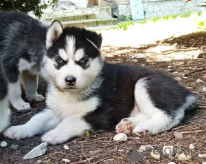 Dodatkowe zdjęcia: Huskie dzieci