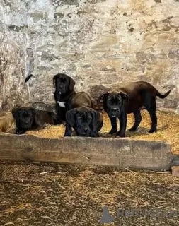 Zdjęcie №2 do zapowiedźy № 130605 na sprzedaż  cane corso - wkupić się Federacja Rosyjska prywatne ogłoszenie