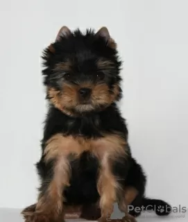 Dodatkowe zdjęcia: Szczeniaki yorkshire terrier