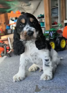 Zdjęcie №4. Sprzedam cocker spaniel angielski w Żelazna. hodowca - cena - 2870zł