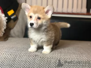 Zdjęcie №2 do zapowiedźy № 41582 na sprzedaż  welsh corgi - wkupić się Niemcy prywatne ogłoszenie