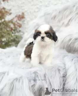 Zdjęcie №1. shih tzu - na sprzedaż w Бернау | Bezpłatny | Zapowiedź №99566