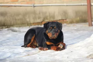 Zdjęcie №2 do zapowiedźy № 5847 na sprzedaż  rottweiler - wkupić się Federacja Rosyjska od żłobka