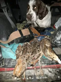 Zdjęcie №1. springer spaniel angielski - na sprzedaż w Chabarowsk | 1297zł | Zapowiedź №9670