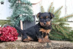 Zdjęcie №1. yorkshire terrier - na sprzedaż w Gelsenkirchen | 2218zł | Zapowiedź №63822