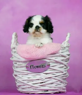 Zdjęcie №2 do zapowiedźy № 2485 na sprzedaż  cavalier king charles spaniel - wkupić się Federacja Rosyjska 