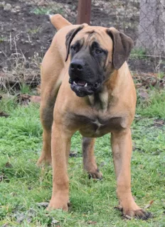 Zdjęcie №2 do zapowiedźy № 5645 na sprzedaż  boerboel - wkupić się Federacja Rosyjska od żłobka