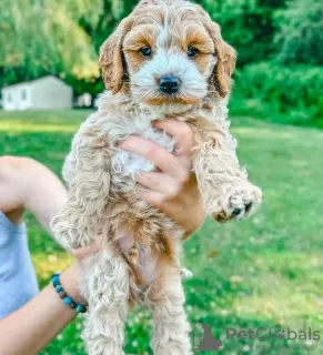 Zdjęcie №2 do zapowiedźy № 128982 na sprzedaż  cavalier king charles spaniel - wkupić się USA prywatne ogłoszenie