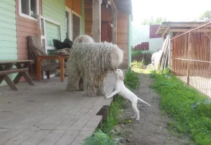 Dodatkowe zdjęcia: Komondor