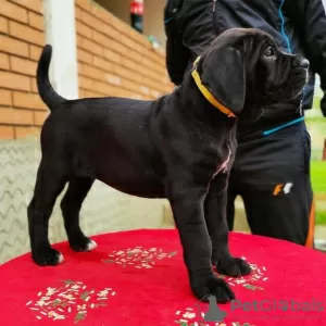 Zdjęcie №3. Szczenięta Cane Corso. Niemcy