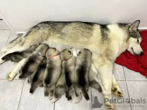 Zdjęcie №1. alaskan malamute - na sprzedaż w Berlin | Bezpłatny | Zapowiedź №126568