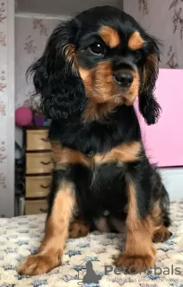 Zdjęcie №3. Szczeniak Cavalier King Charles Spaniel. Federacja Rosyjska