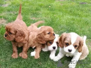 Zdjęcie №1. cavalier king charles spaniel - na sprzedaż w Nõmmeveski | negocjowane | Zapowiedź №64988