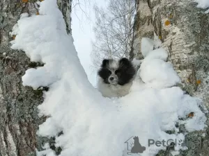 Dodatkowe zdjęcia: Szpic niemiecki, córeczka