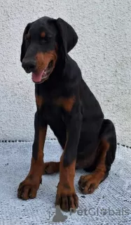 Dodatkowe zdjęcia: Doberman, najlepsze psy