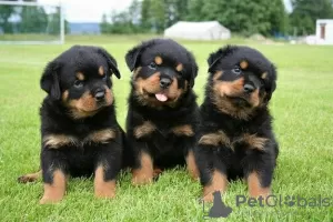 Zdjęcie №1. rottweiler - na sprzedaż w Seda | 1256zł | Zapowiedź №71481