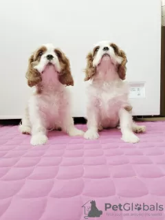 Zdjęcie №3. Cavalier King Charles Spaniel. Federacja Rosyjska