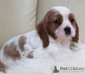 Zdjęcie №2 do zapowiedźy № 31941 na sprzedaż  cavalier king charles spaniel - wkupić się Niemcy prywatne ogłoszenie