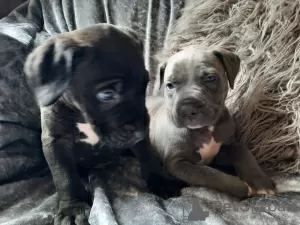 Zdjęcie №1. cane corso - na sprzedaż w Gabčíkovo | 1399zł | Zapowiedź №28987