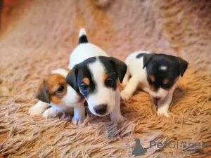 Zdjęcie №1. jack russell terrier - na sprzedaż w Omsk | 1032zł | Zapowiedź №9591