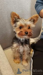 Zdjęcie №1. yorkshire terrier - na sprzedaż w Wilno | negocjowane | Zapowiedź №128622