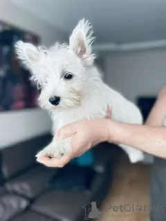 Zdjęcie №2 do zapowiedźy № 29310 na sprzedaż  west highland white terrier - wkupić się Polska prywatne ogłoszenie