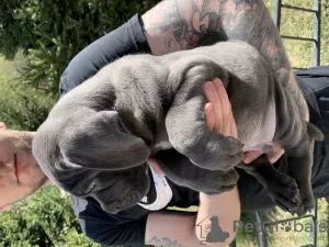 Zdjęcie №2 do zapowiedźy № 103208 na sprzedaż  cane corso - wkupić się Federacja Rosyjska prywatne ogłoszenie, od żłobka