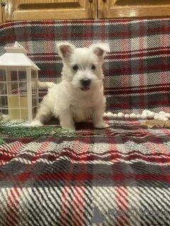 Zdjęcie №1. west highland white terrier - na sprzedaż w Berlin | negocjowane | Zapowiedź №44771