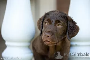 Zdjęcie №3. Szczenięta labradora retrievera. Federacja Rosyjska