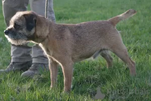 Dodatkowe zdjęcia: Szczenięta border terrier