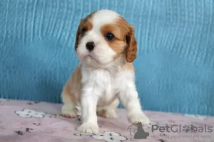 Zdjęcie №4. Sprzedam cavalier king charles spaniel w Москва. hodowca - cena - 12891zł