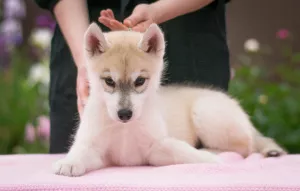 Zdjęcie №3. Szczenięta rasowe Siberian Husky. Federacja Rosyjska