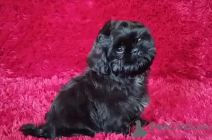 Zdjęcie №1. shih tzu - na sprzedaż w Долинская | negocjowane | Zapowiedź №51361