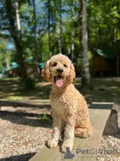 Dodatkowe zdjęcia: Labradoodle F1b