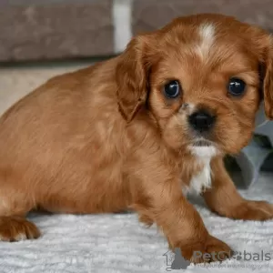 Zdjęcie №2 do zapowiedźy № 45724 na sprzedaż  cavalier king charles spaniel - wkupić się Brazylia prywatne ogłoszenie