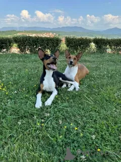 Zdjęcie №3. TOP psy Basenji. Serbia