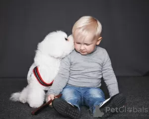 Dodatkowe zdjęcia: Szczeniaki Bichon Frise