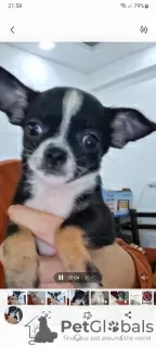 Dodatkowe zdjęcia: Mini Chihuahua