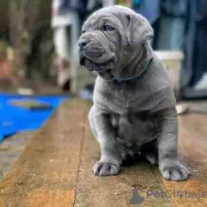 Zdjęcie №1. cane corso - na sprzedaż w Брайт | 1981zł | Zapowiedź №89896