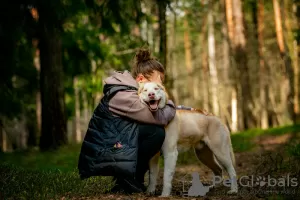 Zdjęcie №4. Sprzedam husky syberyjski w Москва. prywatne ogłoszenie - cena - Bezpłatny