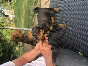 Dodatkowe zdjęcia: Sprzedam szczenięta airedale terrier