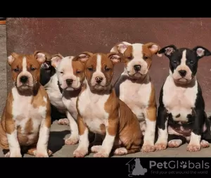 Dodatkowe zdjęcia: Amerykański Staffordshire Terrier