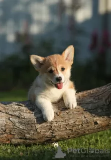 Dodatkowe zdjęcia: Szczeniaki Welsh Corgi Pembroke