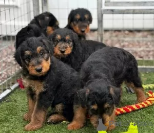 Dodatkowe zdjęcia: Samce i samice szczeniąt Airedale.