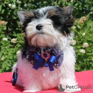 Zdjęcie №1. yorkshire terrier biewer - na sprzedaż w Połock | 1495zł | Zapowiedź №53817