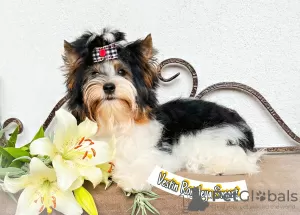 Zdjęcie №3. Biewer Yorkshire Terrier. Białoruś