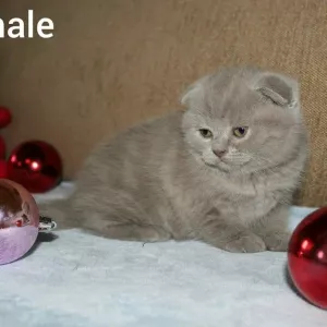 Zdjęcie №1. scottish fold - na sprzedaż w Dnipro | Negocjowane | Zapowiedź № 5818