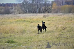 Dodatkowe zdjęcia: Szczeniak rasy prosto coated retriever